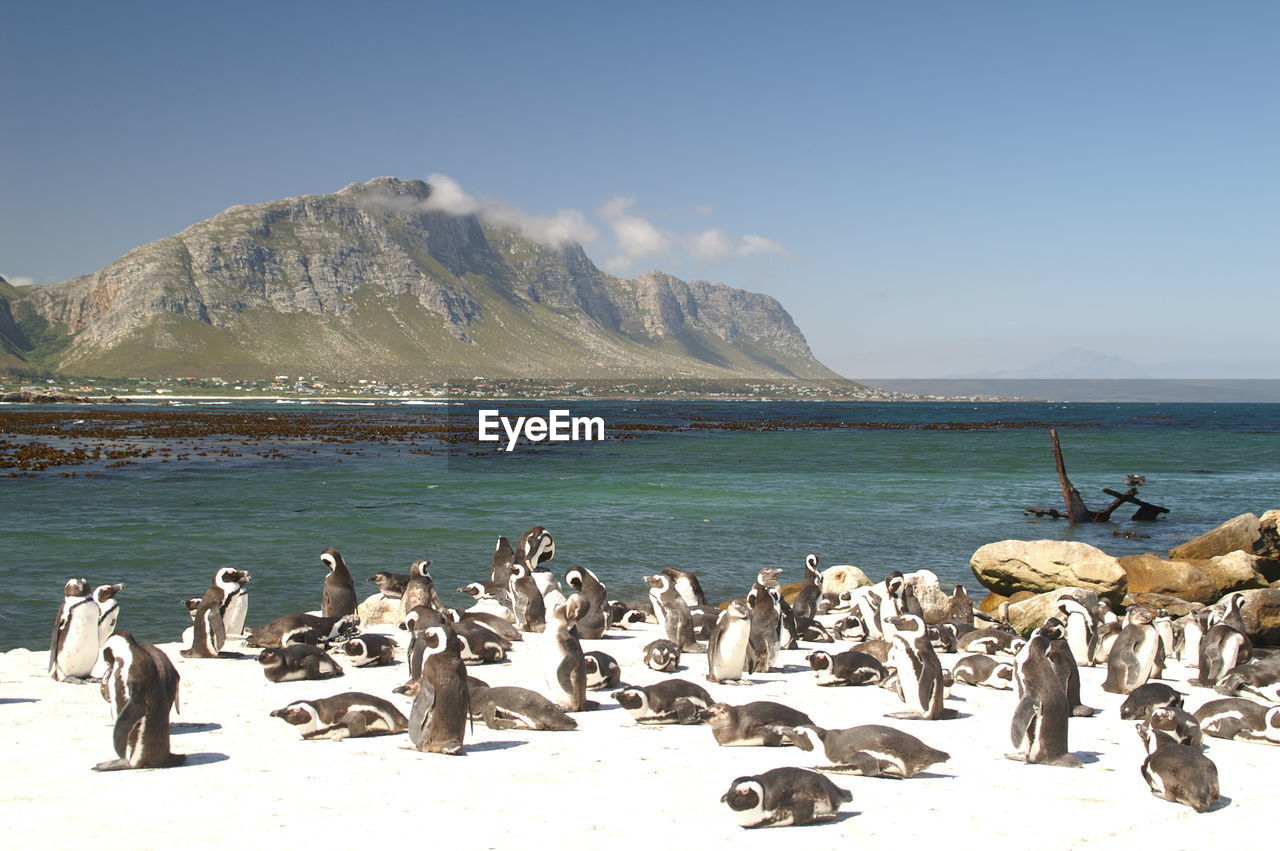 Flock of birds on beach - penguins