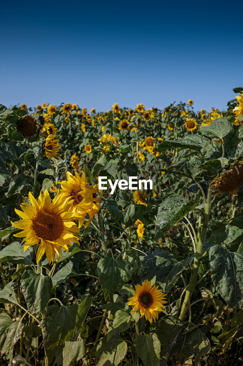 Close-up of yellow flowering plants against clear sky