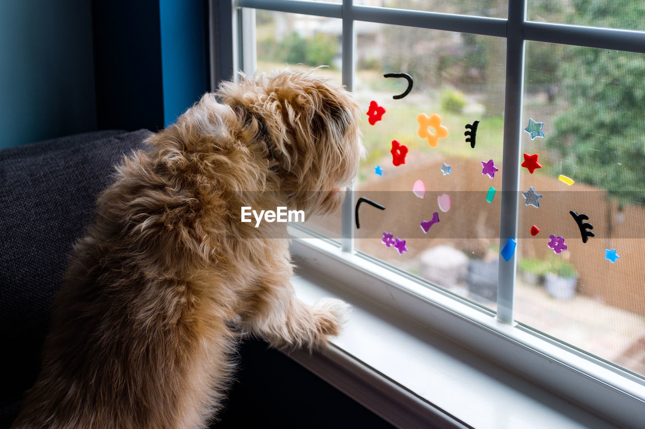 Small furry dog looks out window with kid's stickers on it