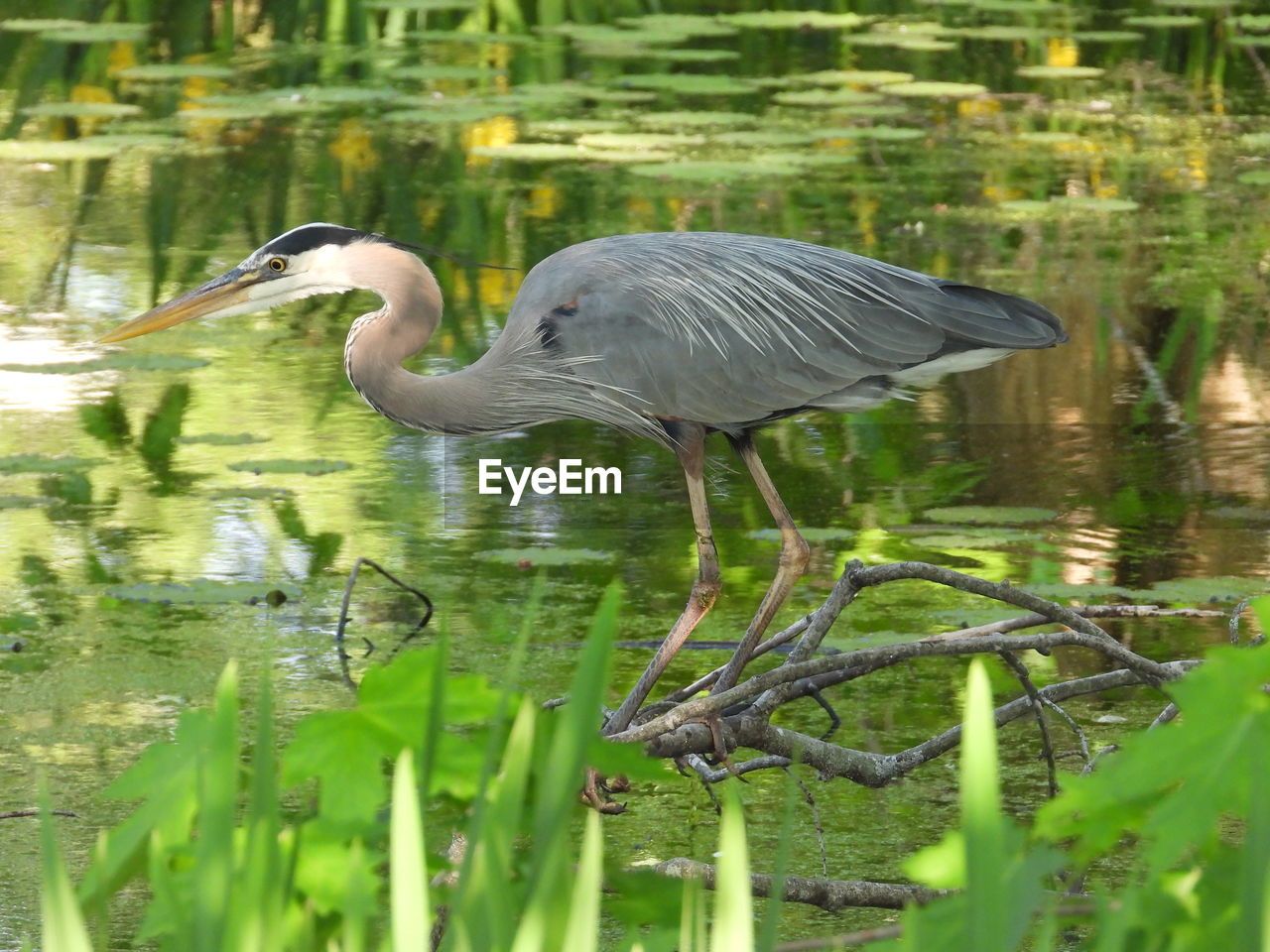 animal themes, animal wildlife, animal, wildlife, bird, water, one animal, lake, heron, wetland, reflection, water bird, nature, no people, plant, beak, day, gray heron, great blue heron, green, beauty in nature, side view, swamp, outdoors