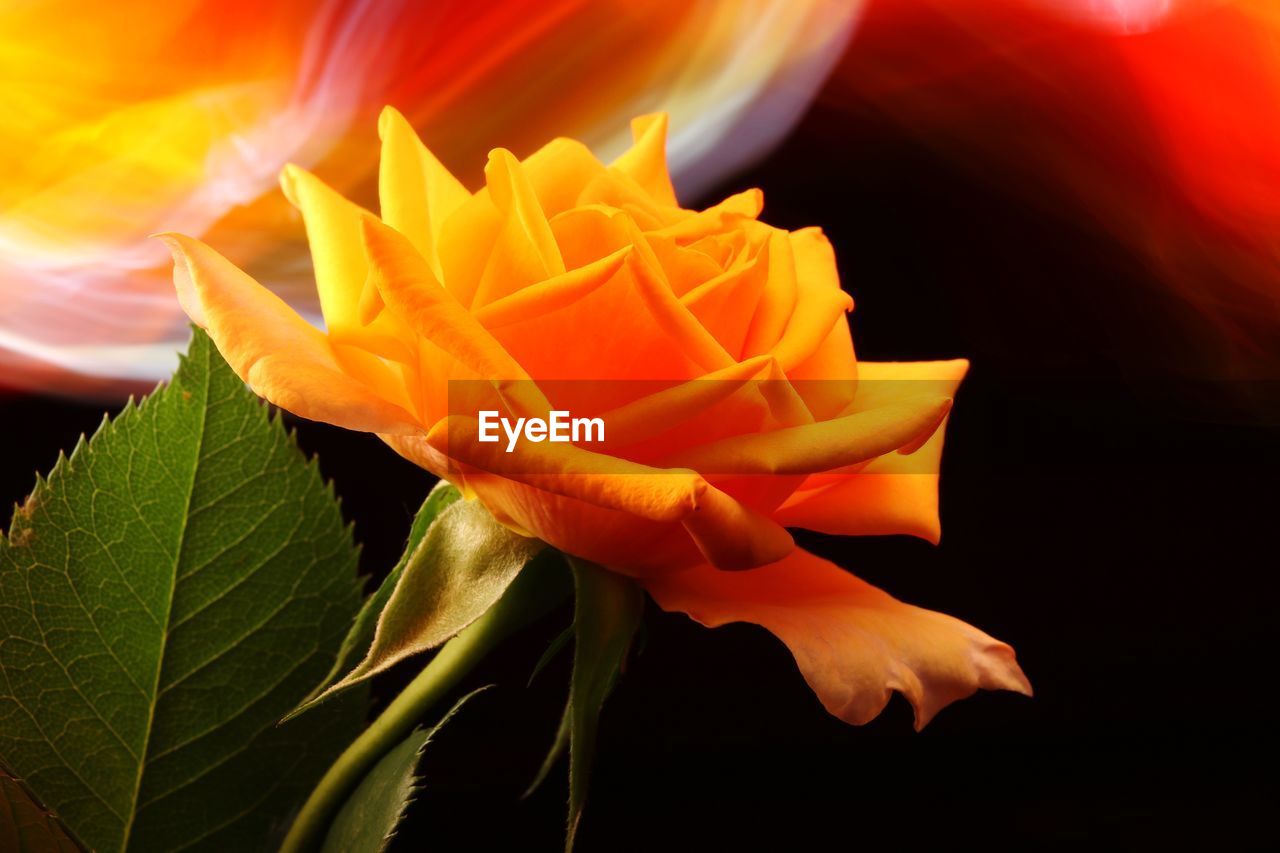 Close-up of orange rose flower