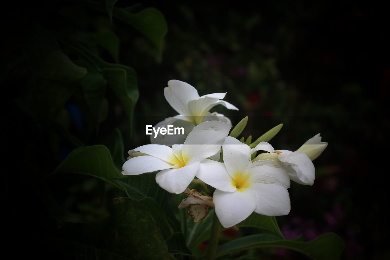 CLOSE-UP OF WHITE FLOWERS