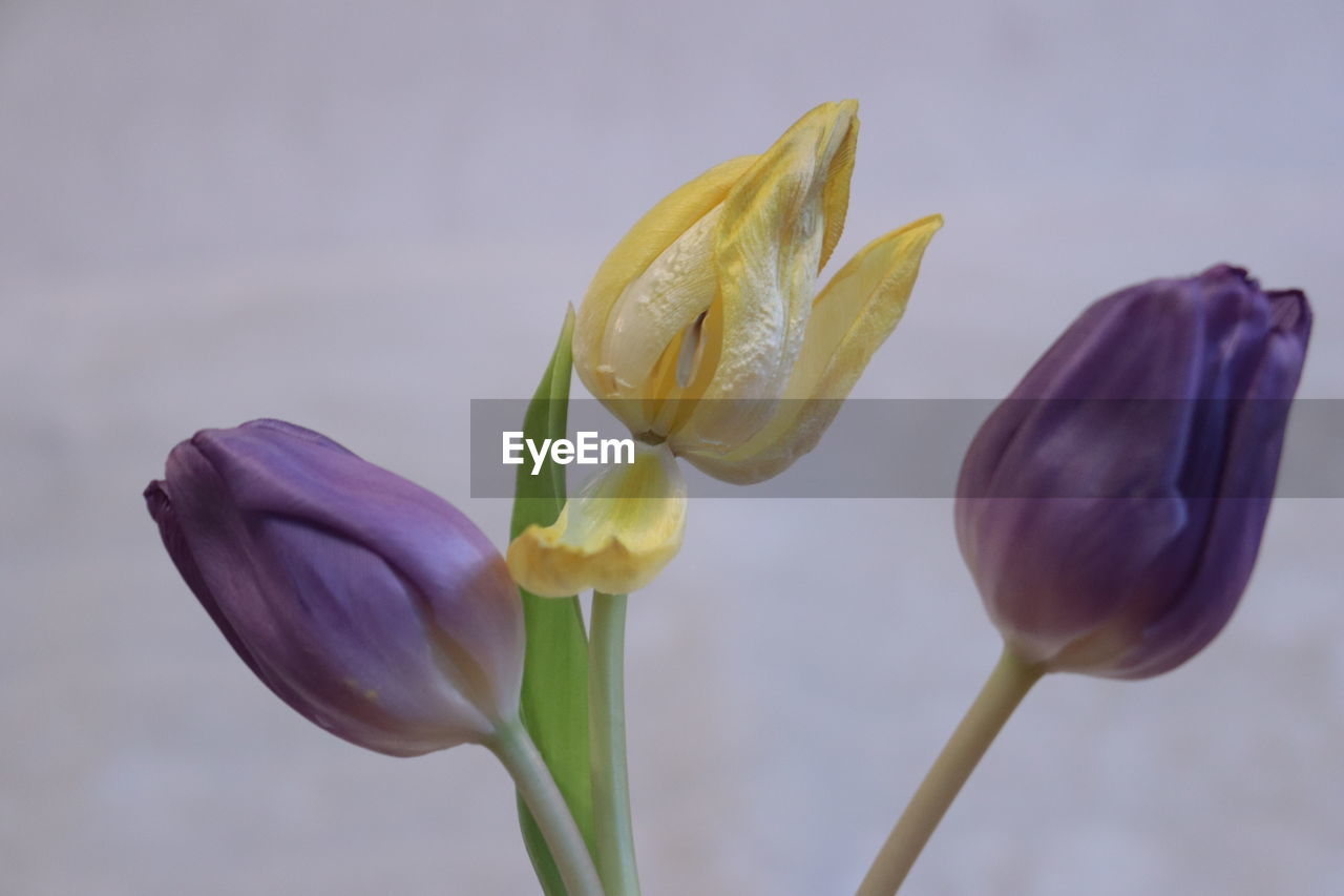 Close-up of purple flowering plant