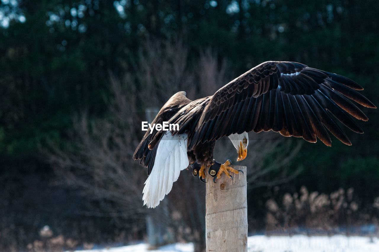 Close-up of eagle perching on tree stump