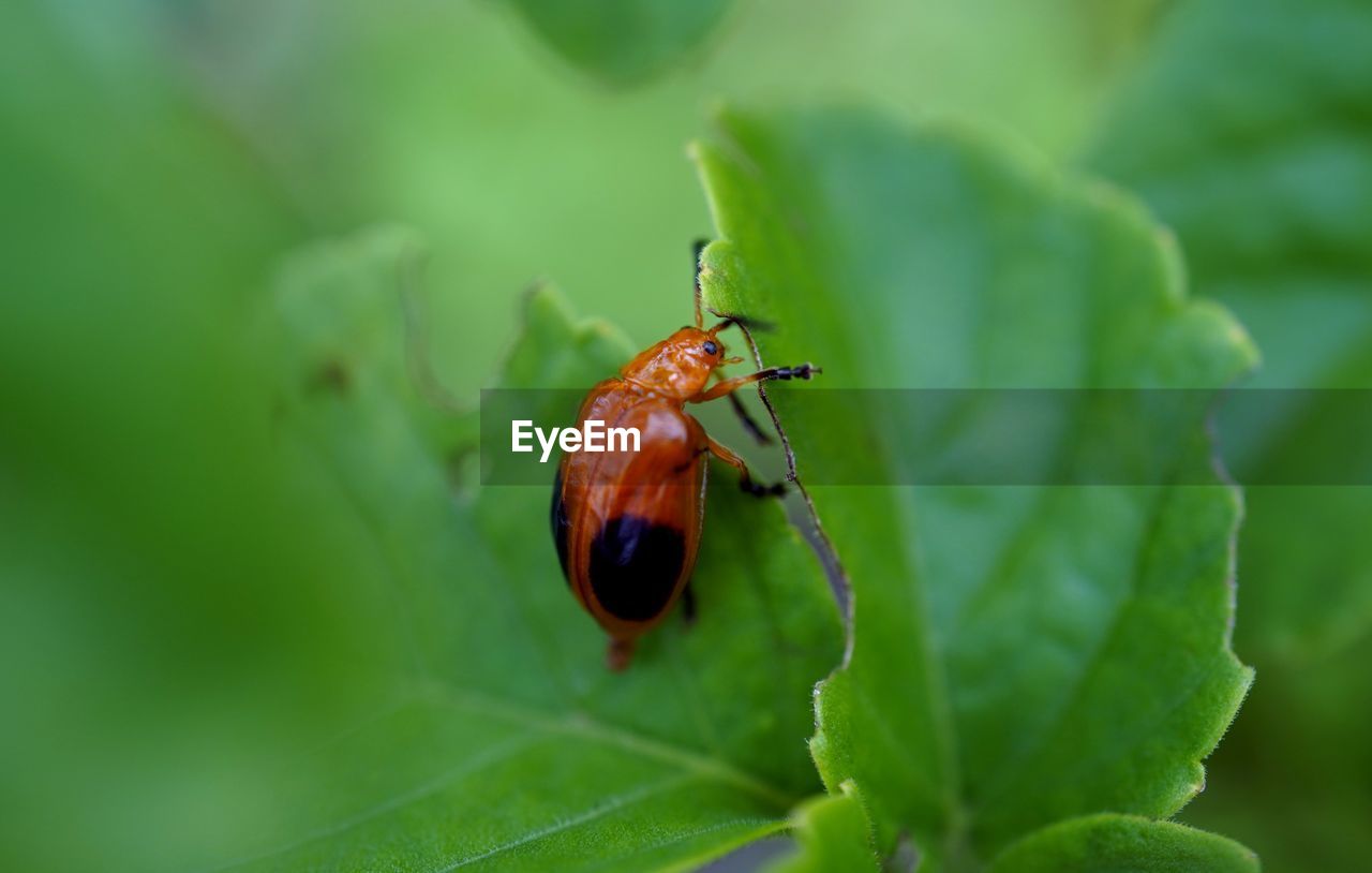 Close-up of leaf beetle on damage leaf