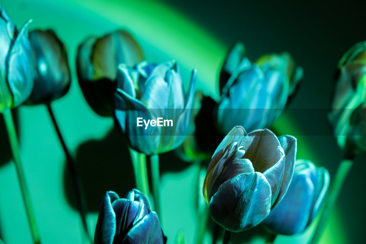 green, flower, plant, macro photography, beauty in nature, close-up, flowering plant, petal, freshness, growth, blue, nature, fragility, no people, leaf, plant part, focus on foreground, flower head