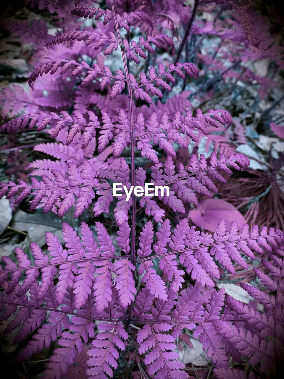 CLOSE-UP OF FLOWERS