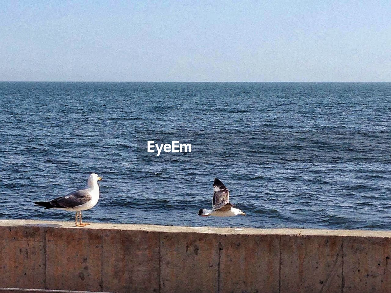 Seagulls against sea