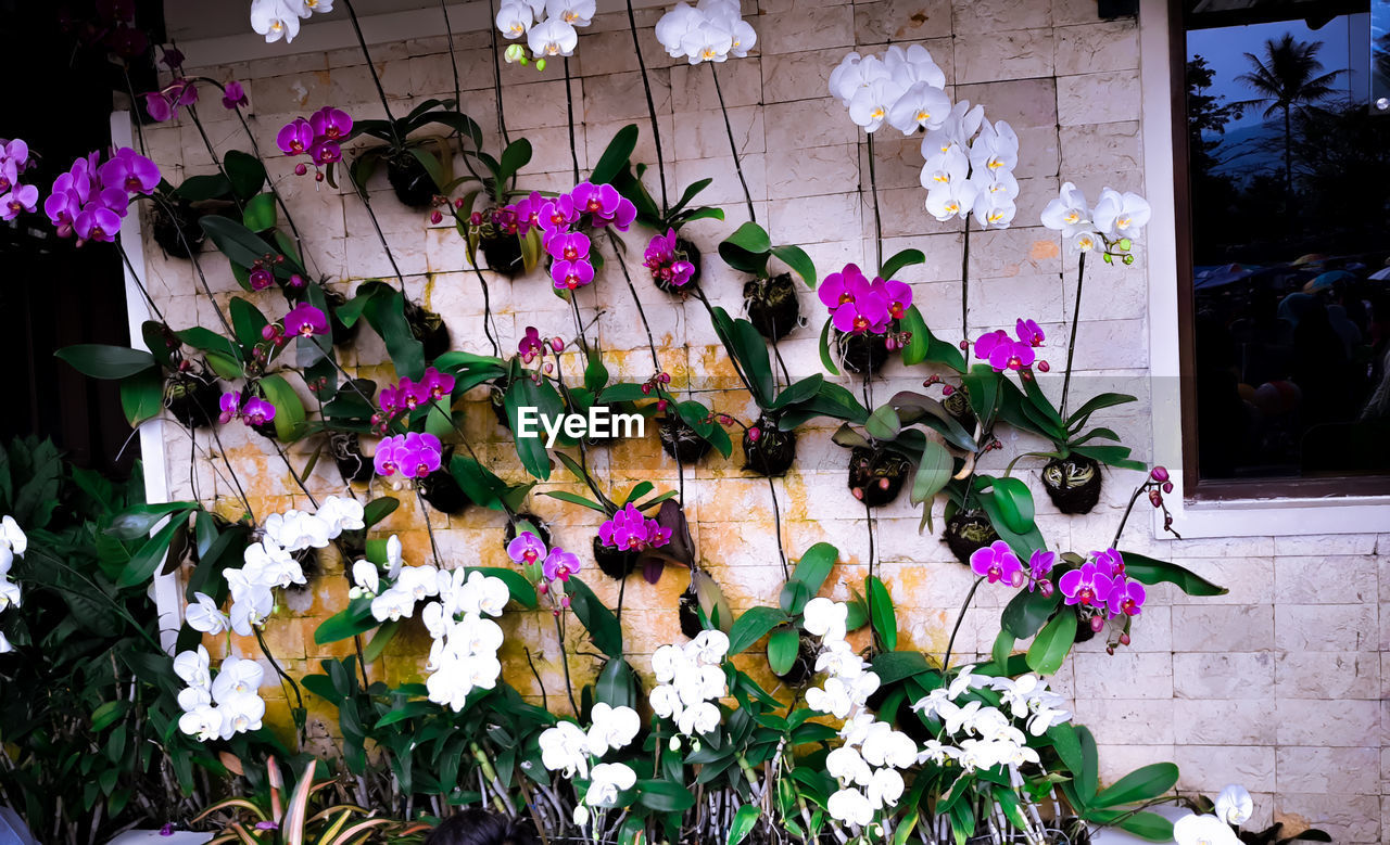 HIGH ANGLE VIEW OF FLOWERING PLANTS