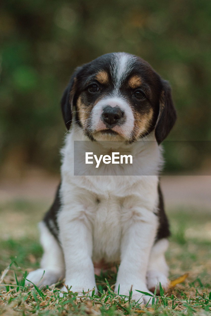 Portrait of puppy sitting on field