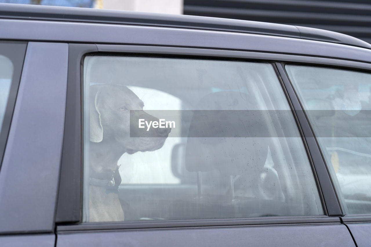 The dog is left alone in a locked car. leaving pets locked in cars is never safe. 