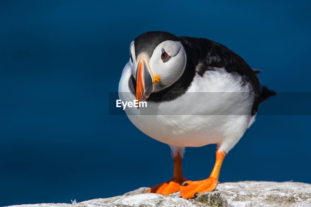 Close-up of atlantic puffin standing on rock