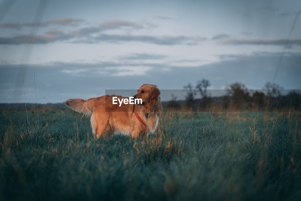 Cute dog on field during sunset