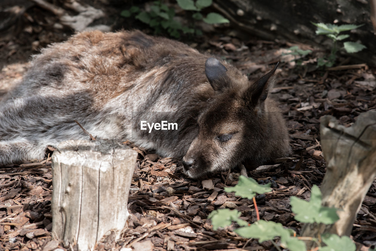 CAT SLEEPING ON FIELD