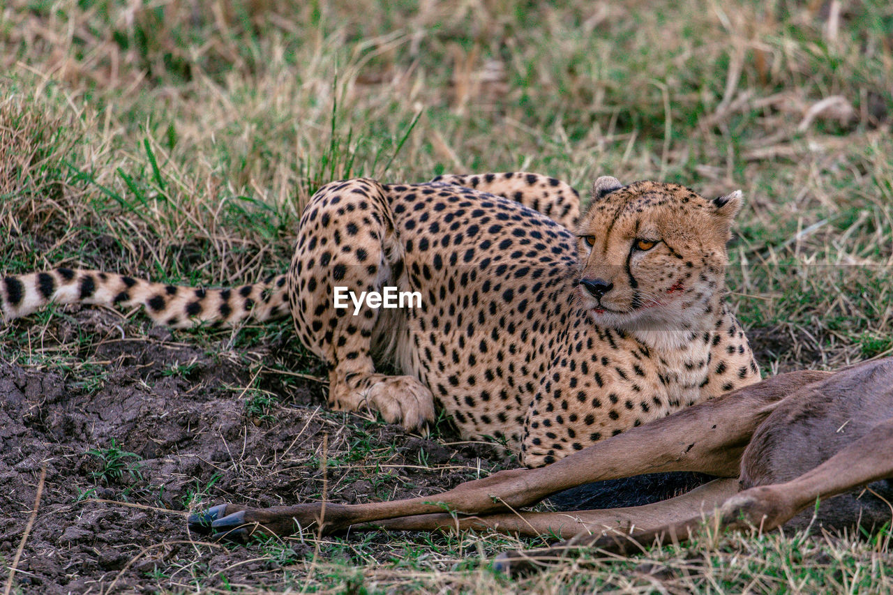 CAT RESTING IN A FIELD