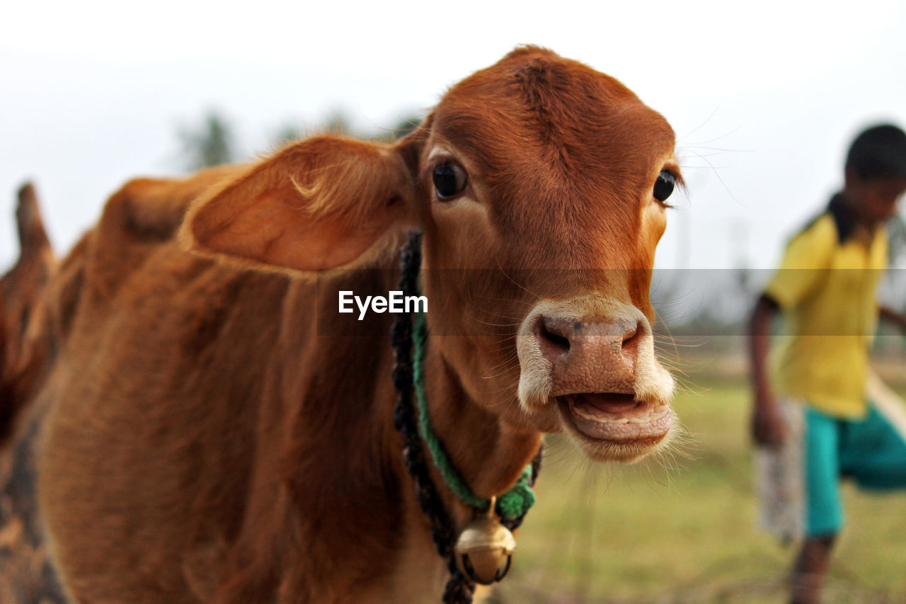 Close-up portrait of cow