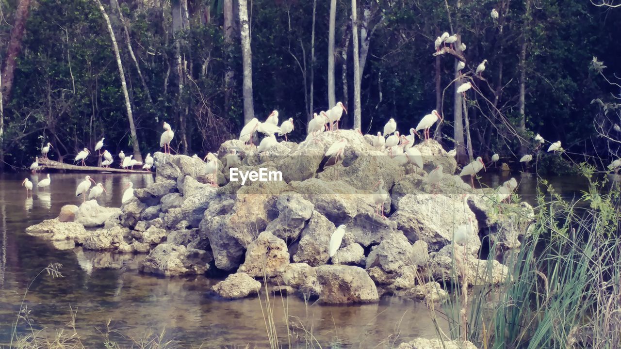 CLOSE-UP OF BIRDS IN WATER