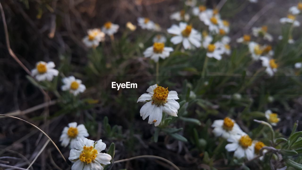 CLOSE-UP OF WHITE FLOWER BLOOMING IN FIELD