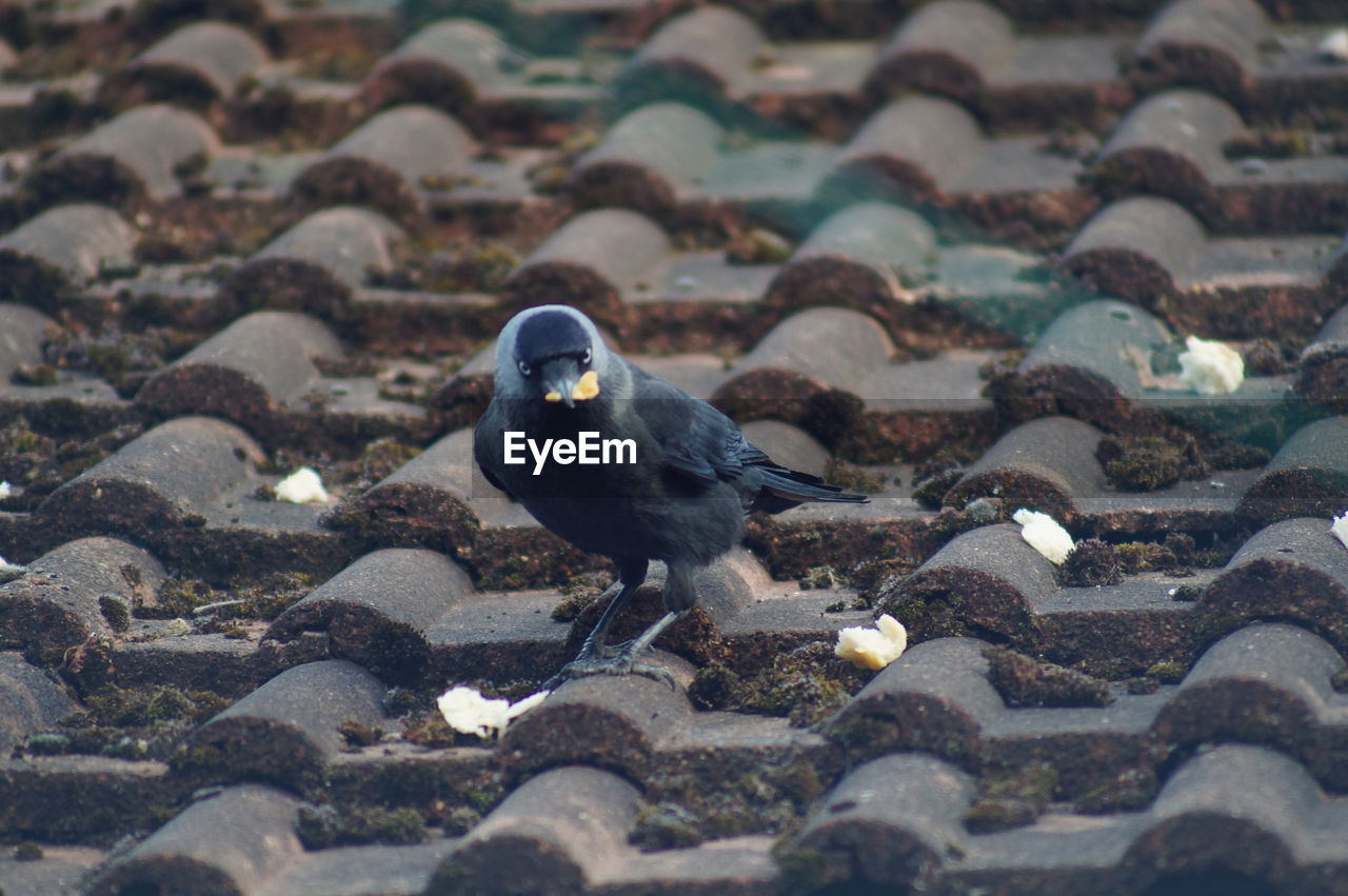 High angle view of bird perching on rock