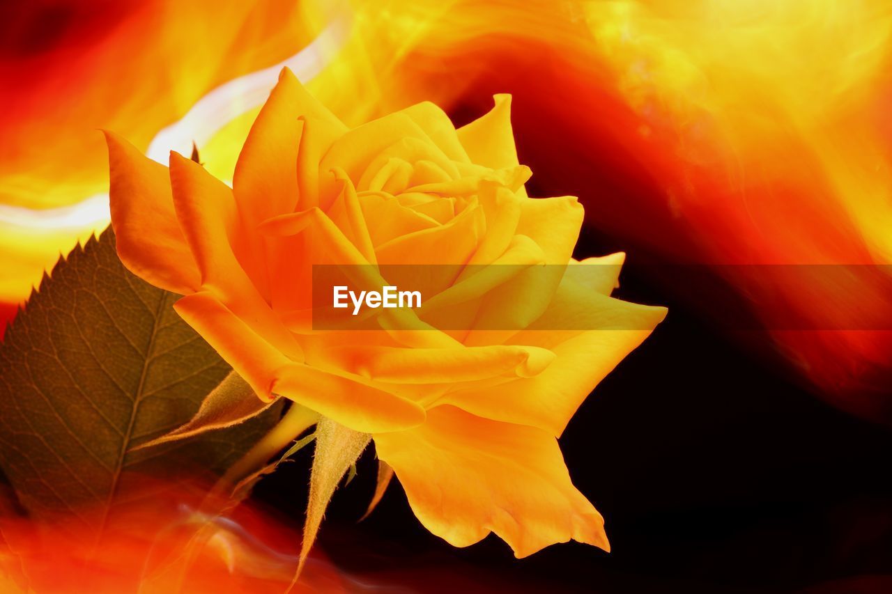 CLOSE-UP OF ORANGE ROSE FLOWER IN BLOOM