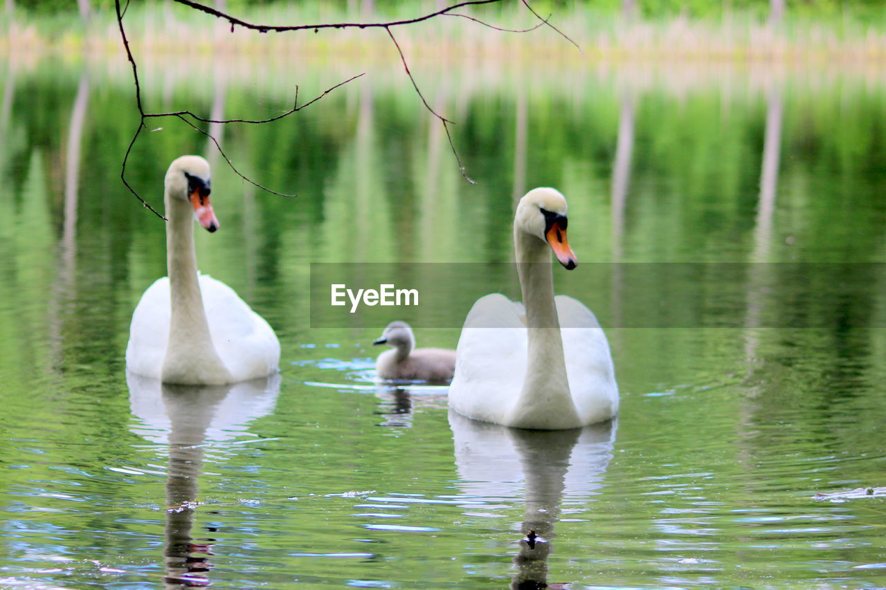 SWANS SWIMMING ON LAKE