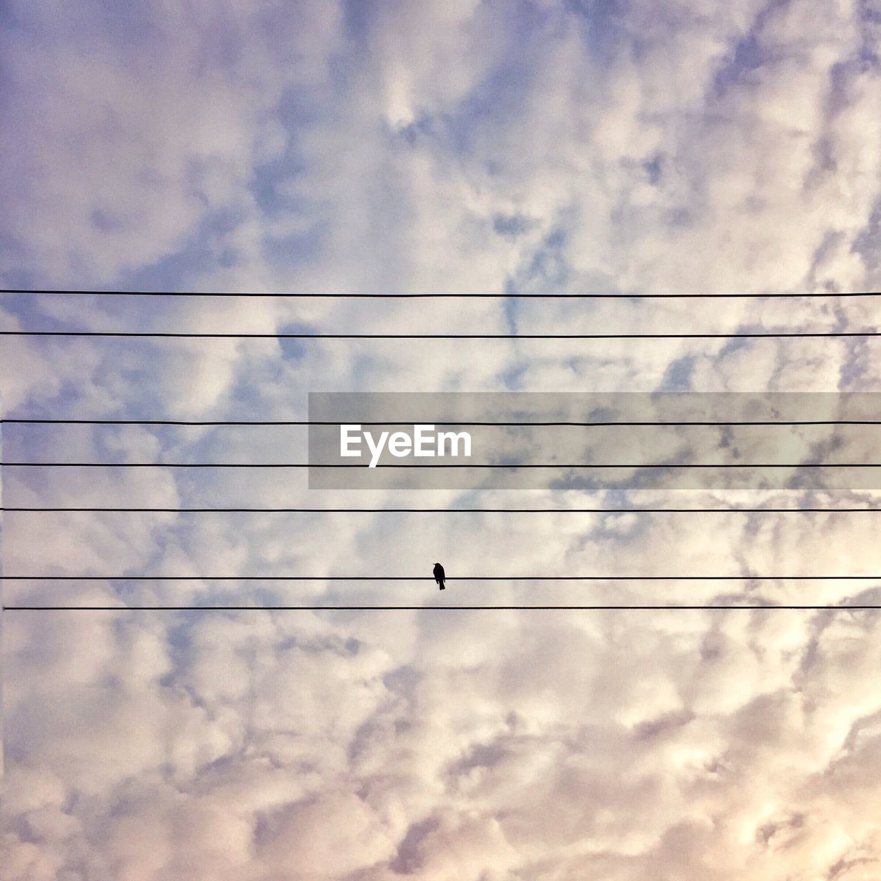 Low angle view of bird on power line against cloudy sky