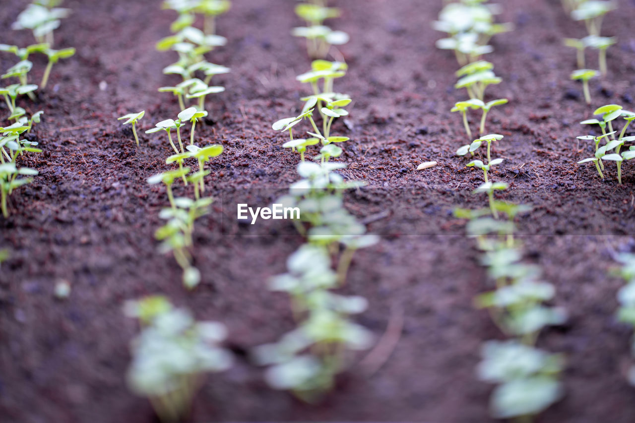 Plants growing on field