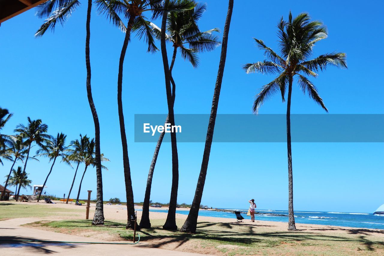 Palm trees on beach against sky