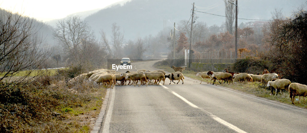 HORSES ON ROAD BY TREES