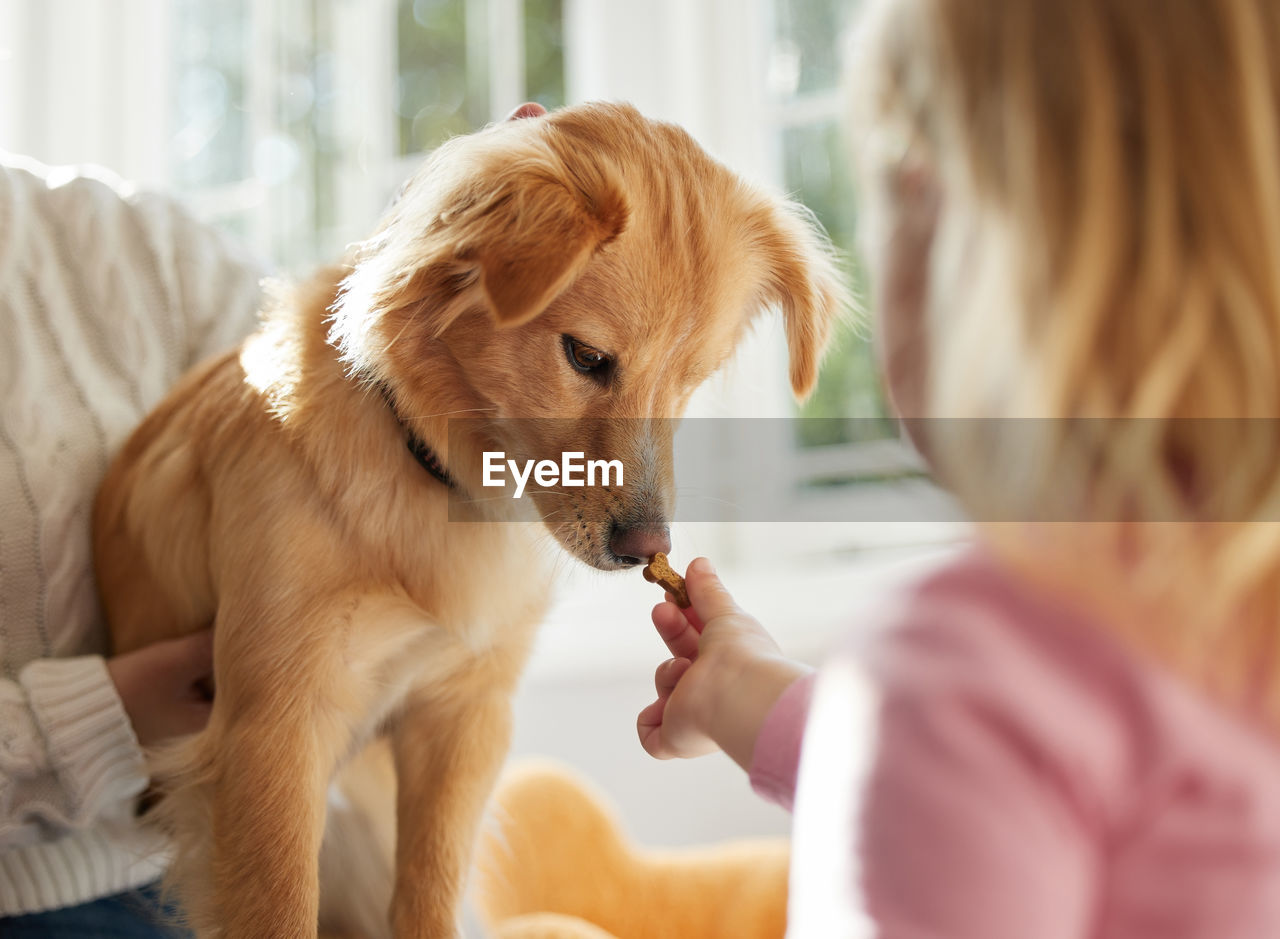 close-up of woman with dogs