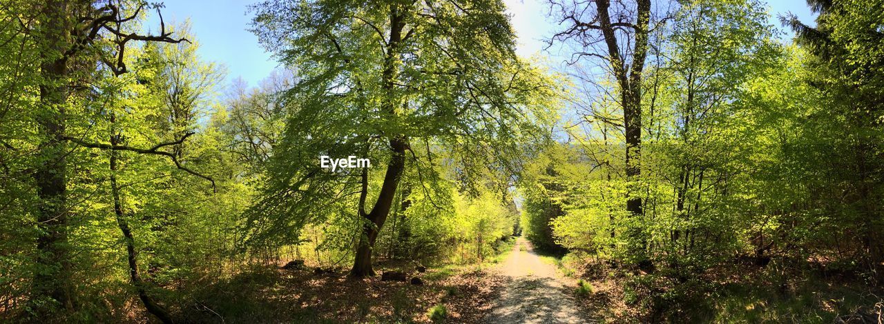 Trees growing in forest