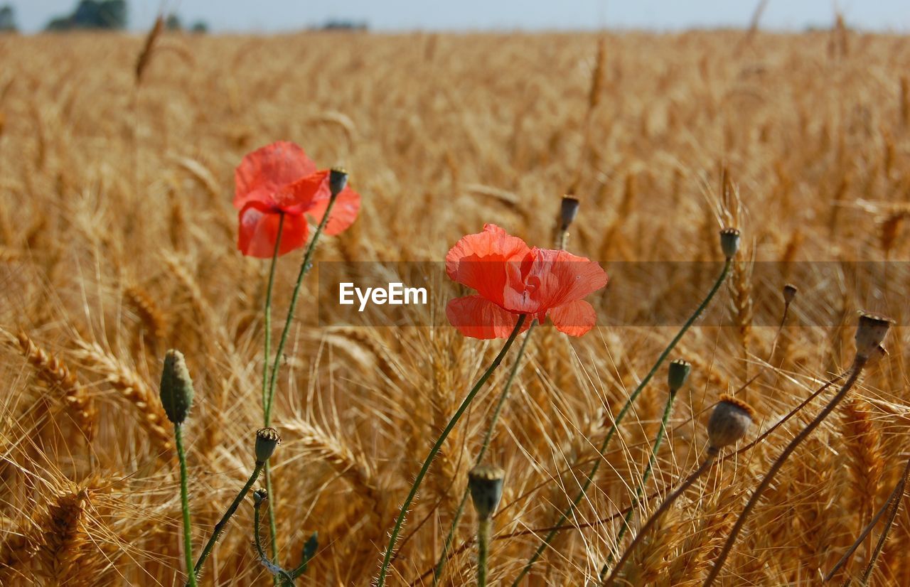 Poppy flowers blooming amidst wheat field