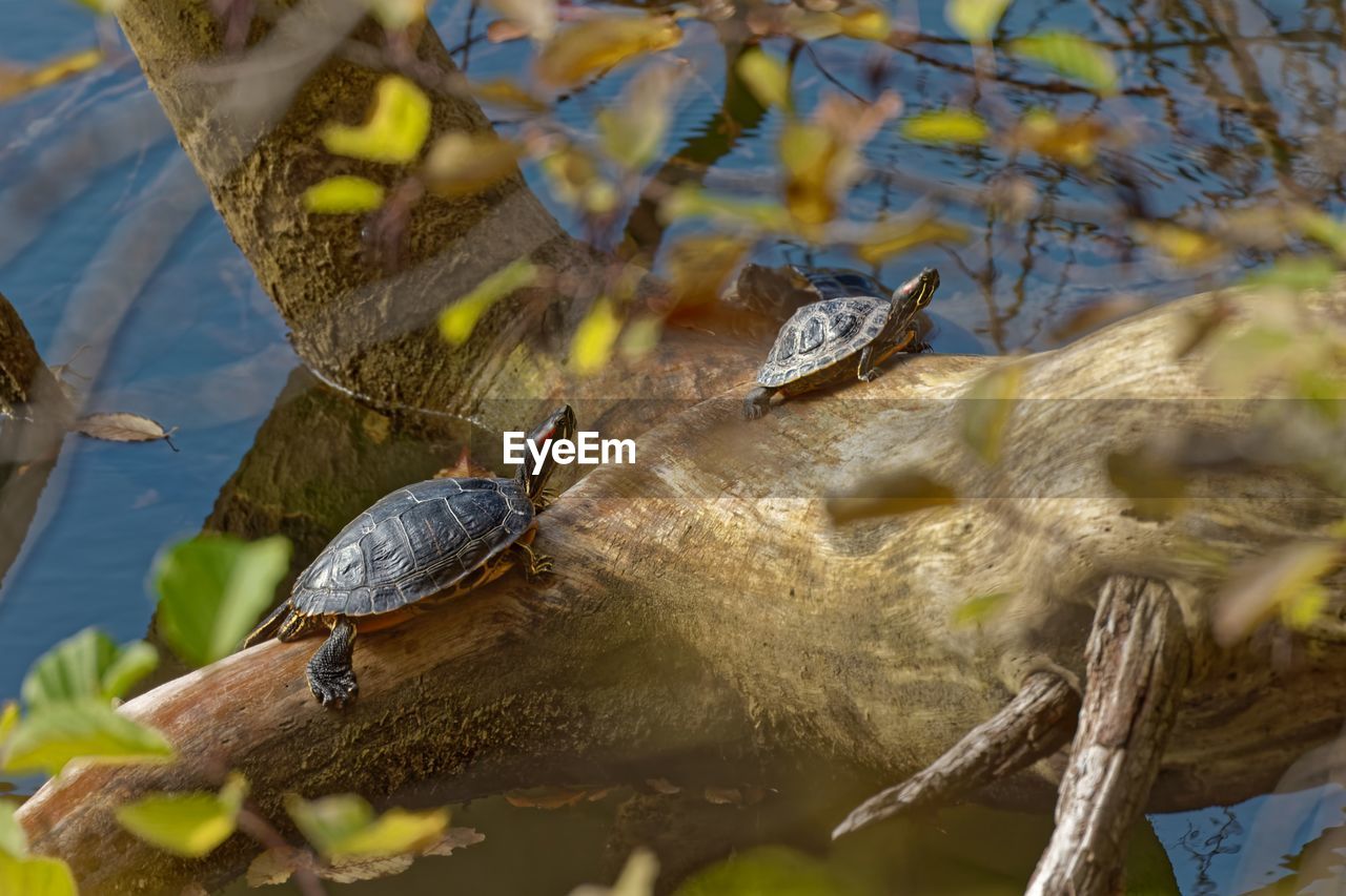 Two turtles bask in the autumn sun lizard in a lake