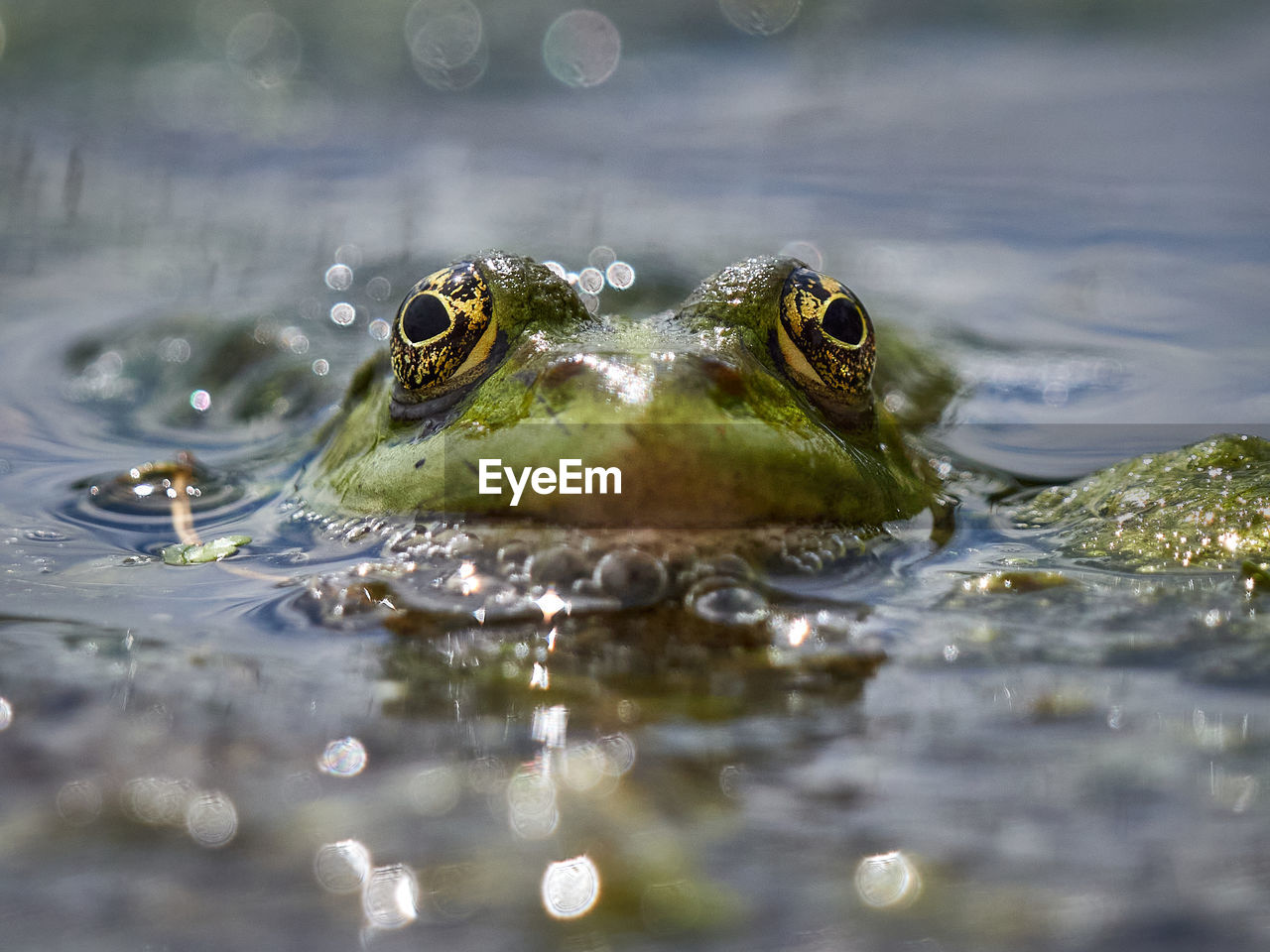 CLOSE-UP OF FROG IN WATER