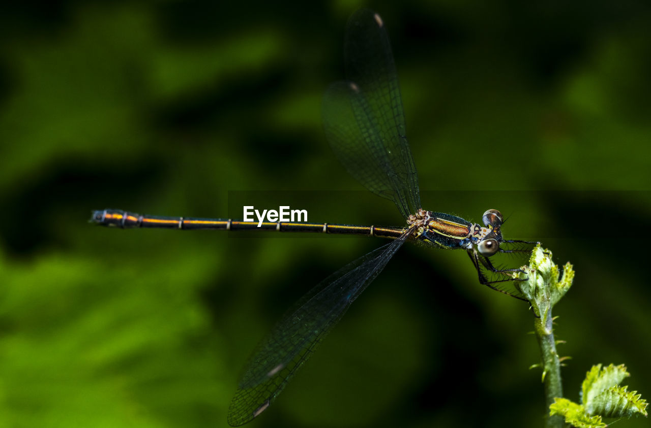 Close-up of a damselfly  on plant against blurred background