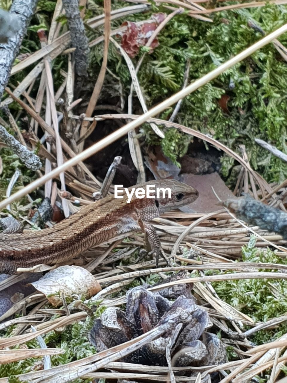 HIGH ANGLE VIEW OF A LIZARD ON A FIELD