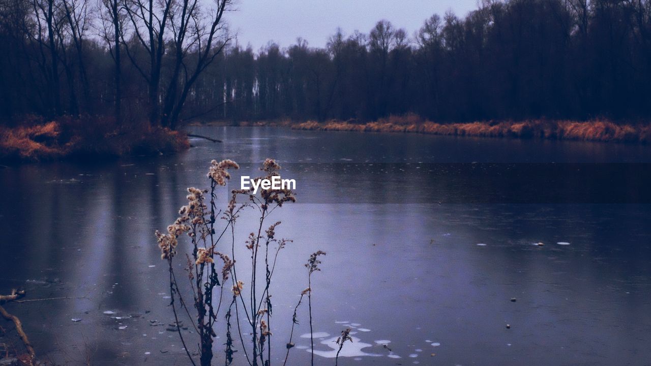 Scenic view of lake in forest