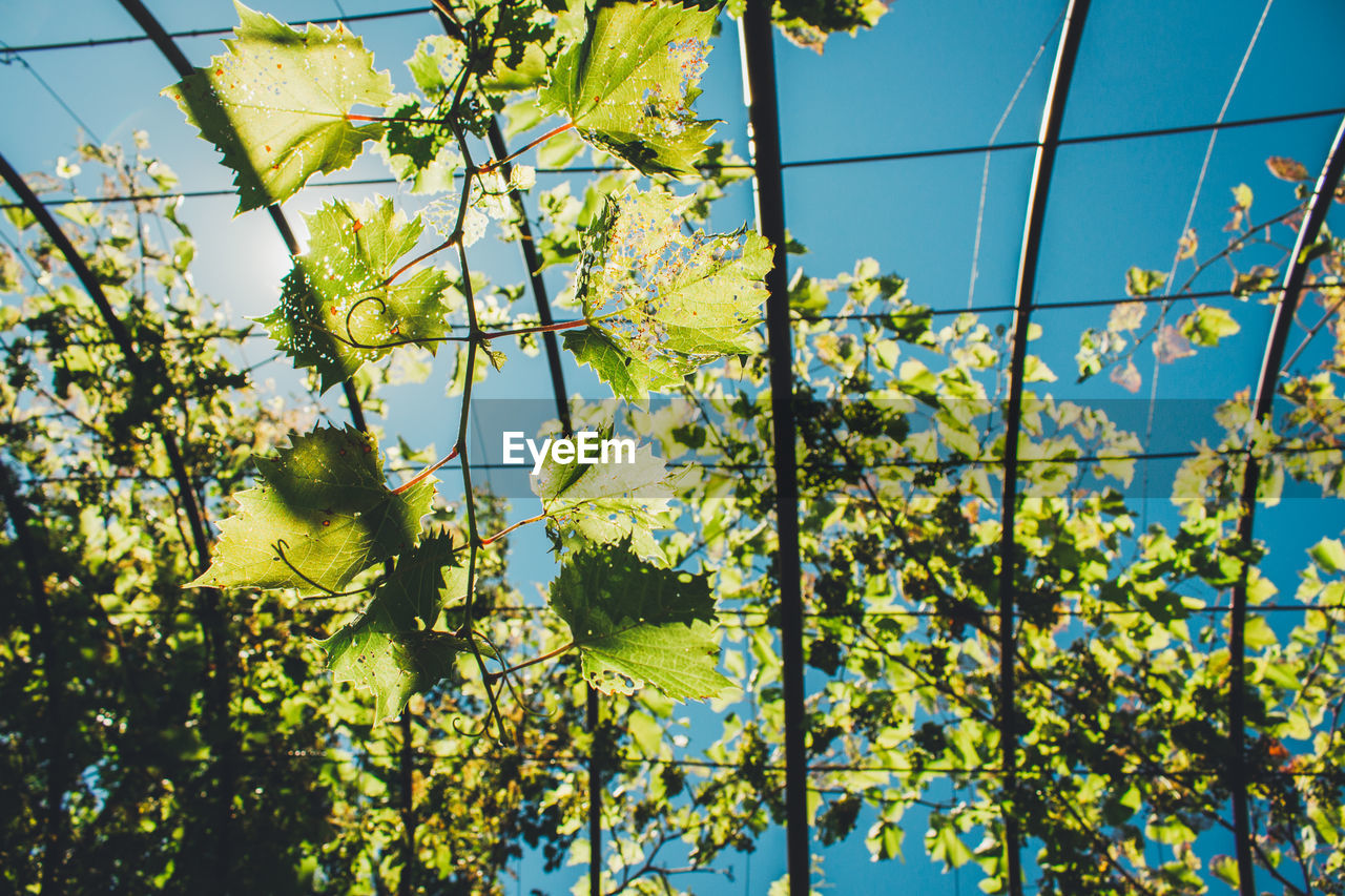 Low angle view of grape vines against blue sky