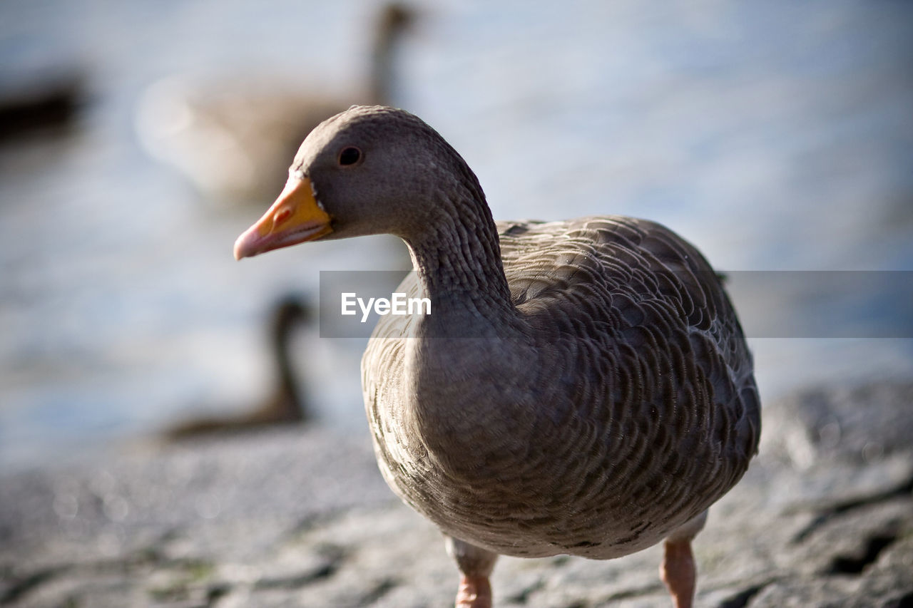 CLOSE-UP OF BIRD