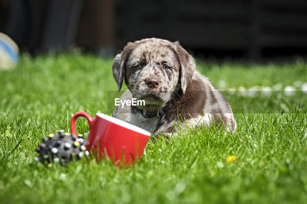 PORTRAIT OF PUPPY SITTING ON GRASS FIELD