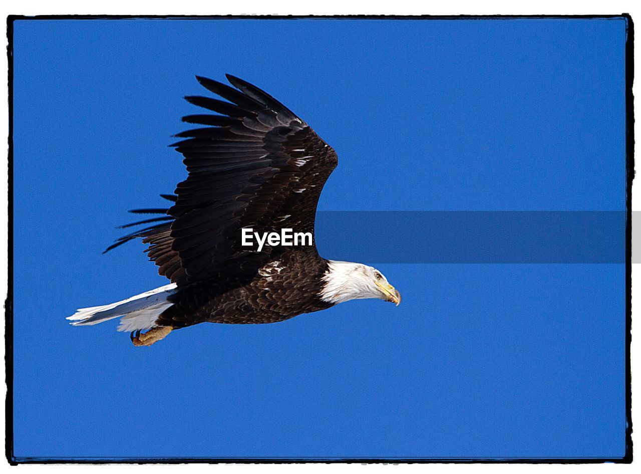 LOW ANGLE VIEW OF EAGLE FLYING AGAINST BLUE SKY