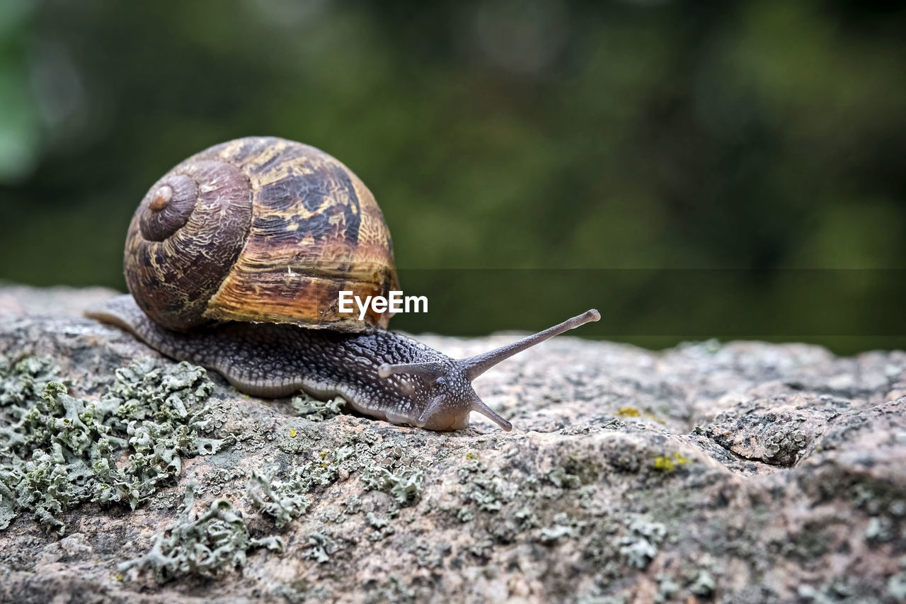 CLOSE UP OF SNAIL