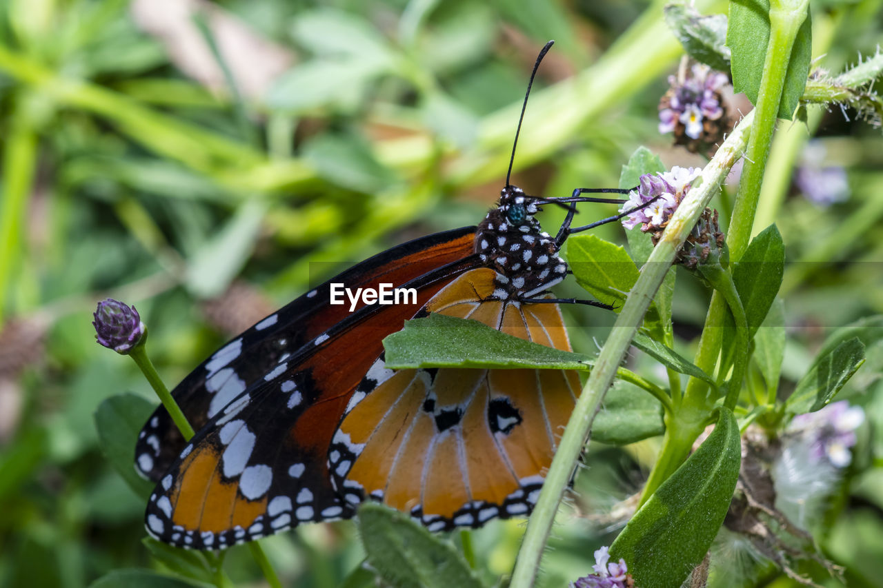 CLOSE-UP OF BUTTERFLY POLLINATING ON FLOWER