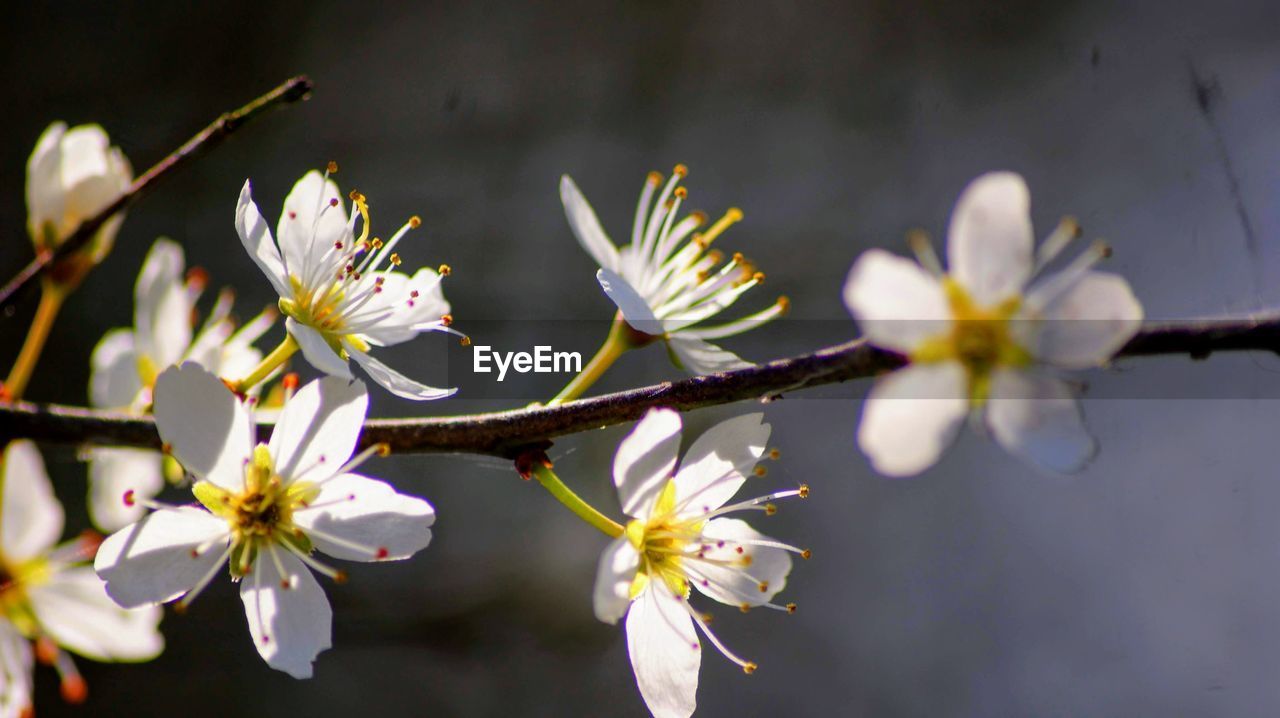 CLOSE-UP OF CHERRY BLOSSOMS ON TWIG