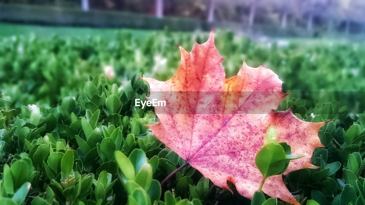 CLOSE-UP OF RED LEAVES