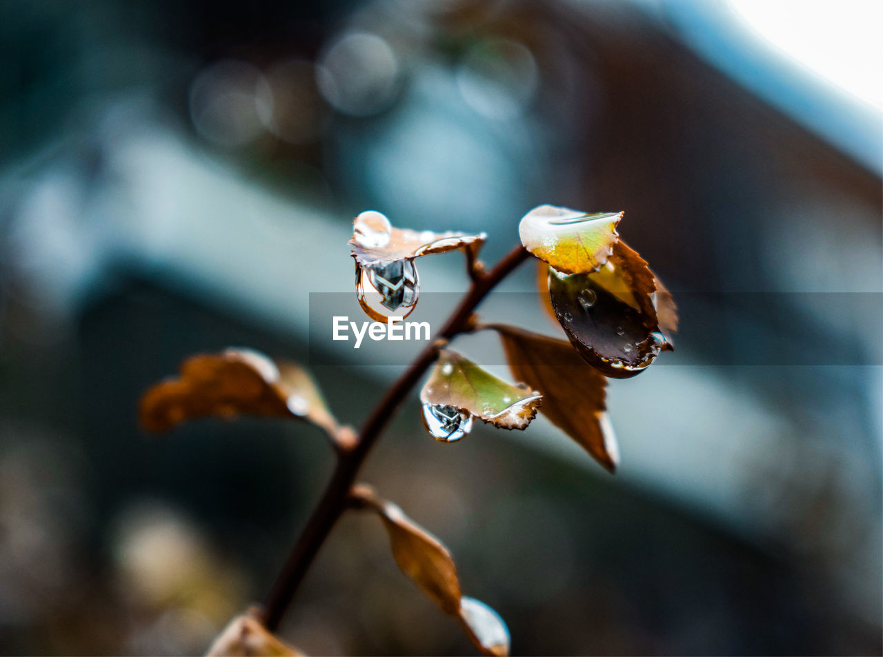 Close-up of raindrops on plant leaves