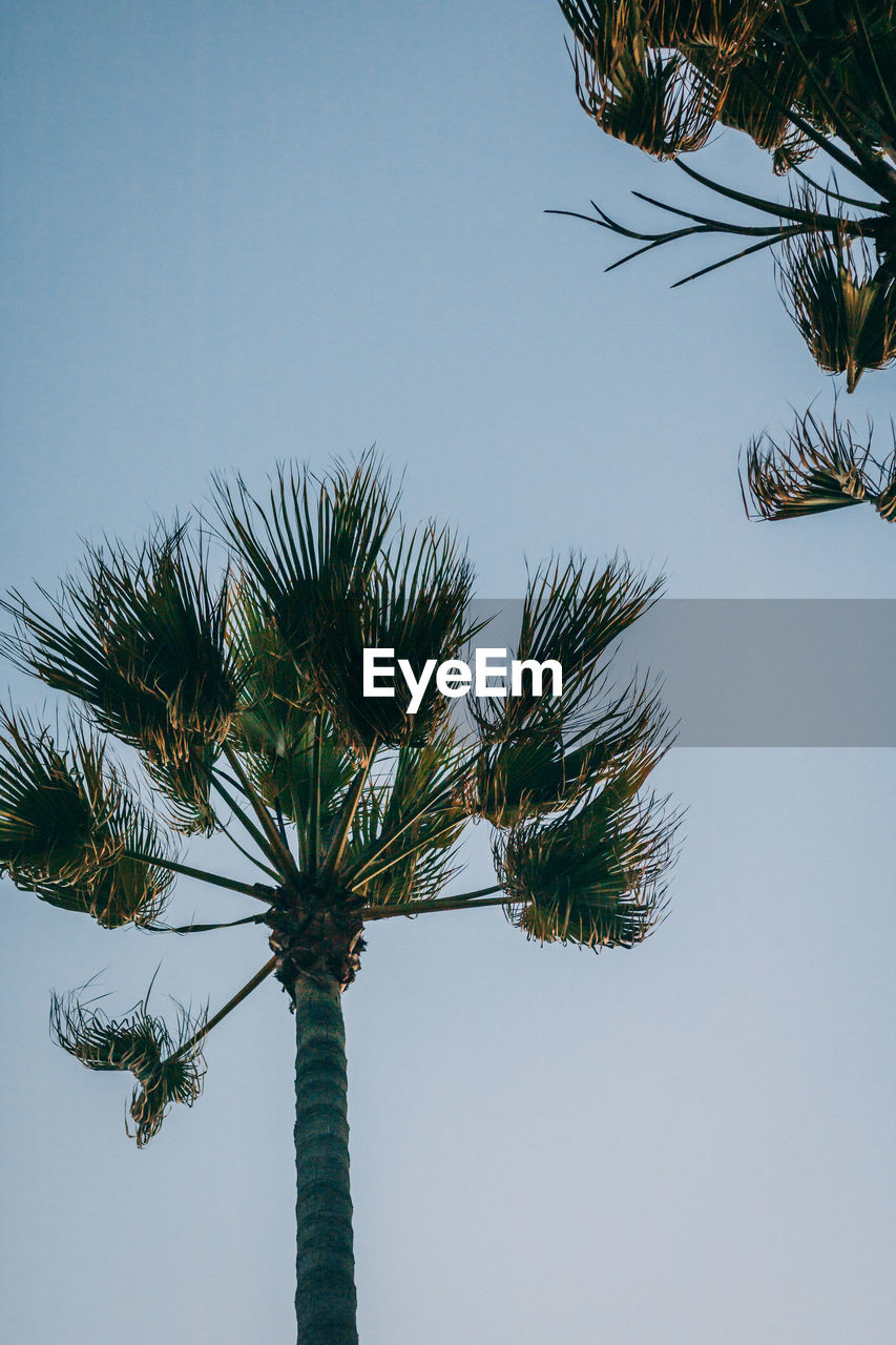 LOW ANGLE VIEW OF PALM TREE AGAINST SKY