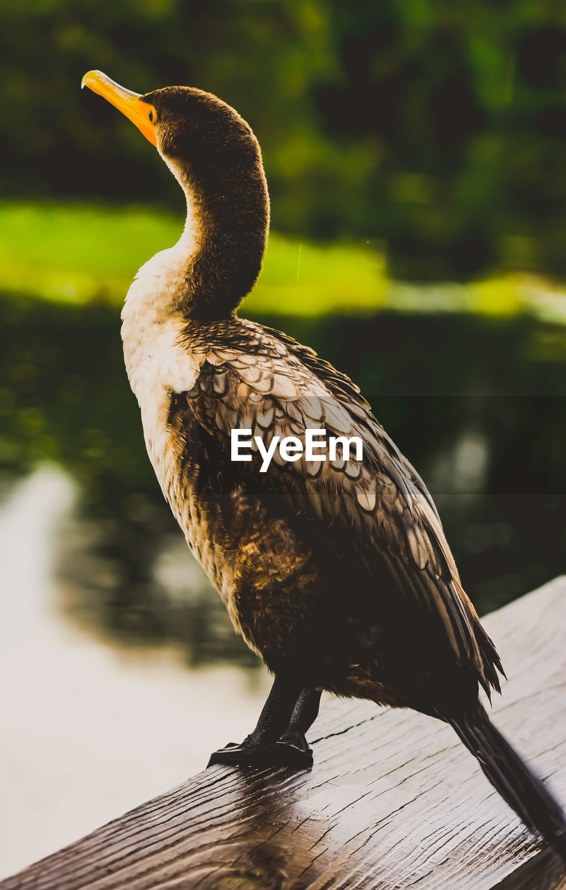 Close-up of bird perching on wood