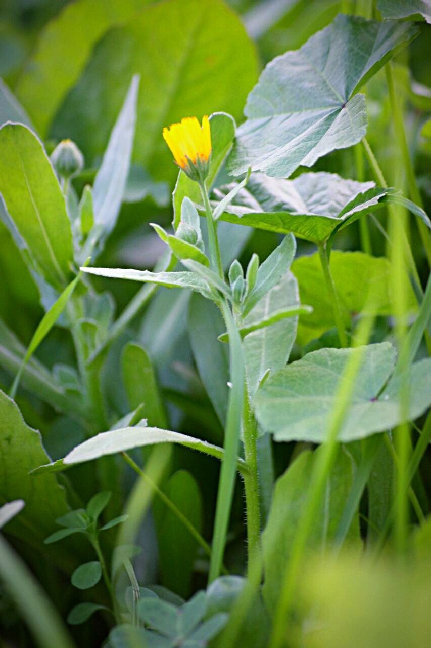 CLOSE-UP OF PLANT GROWING ON PLANT