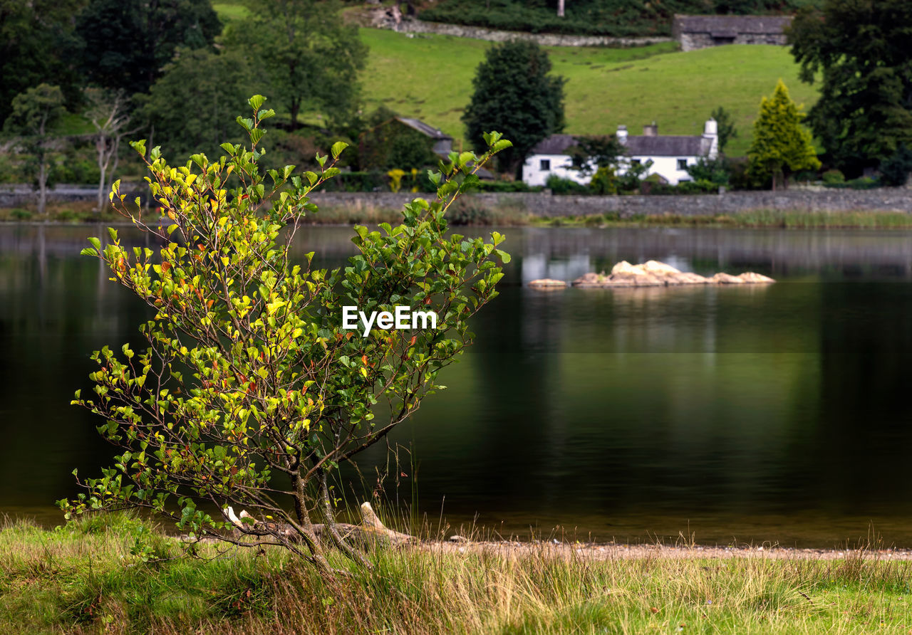 Scenic view of lake by trees